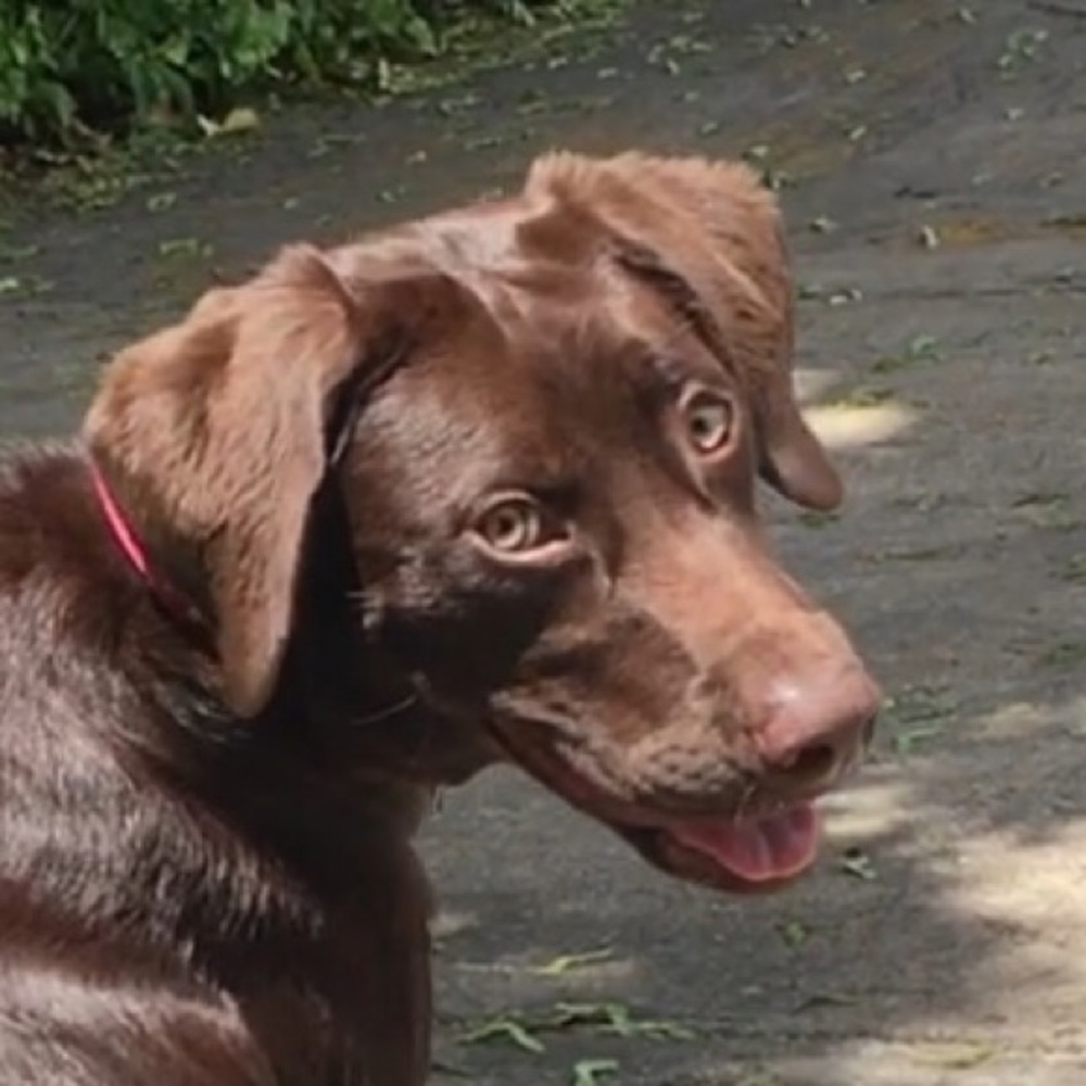 Meet your Posher, Chocolate Raine